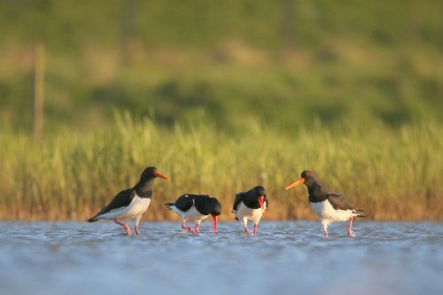 10553_scholekster-balts_haematopus-ostralegus
