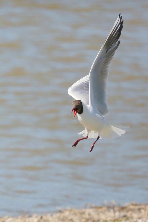 10366_kokmeeuw-balts_chroicocephalus-ridibundus