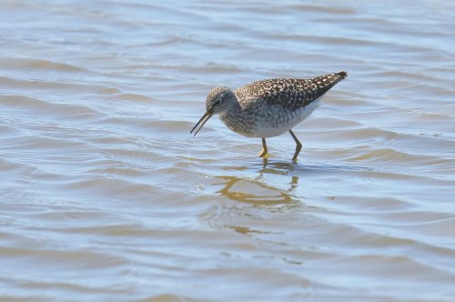 10082_bosruiter_tringa-glareola