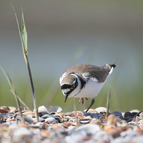 10356_kleine-plevier_charadrius-dubius