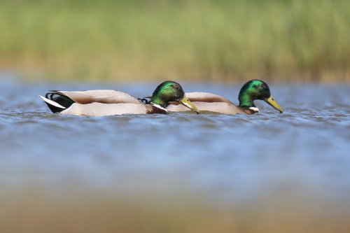 10881_wilde-eend-man_anas-platyrhynchos