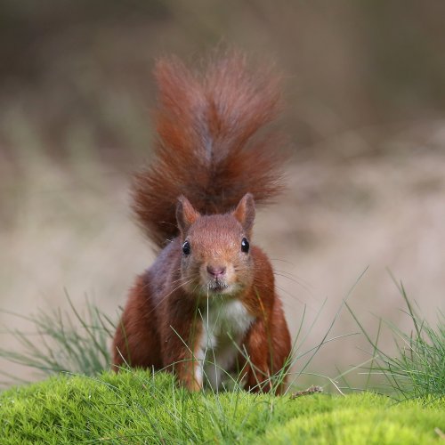 20170_europese-rode-eekhoorn_sciurus-vulgaris