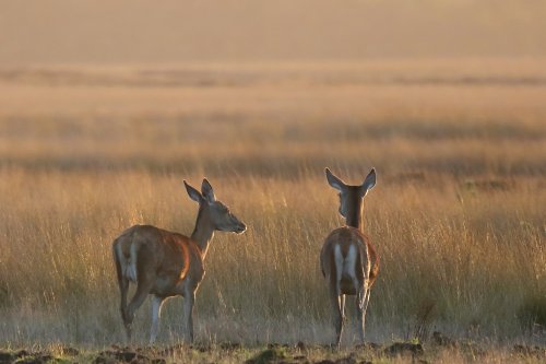 20130_edelhert-hinde_cervus-elaphus_zoogdieren