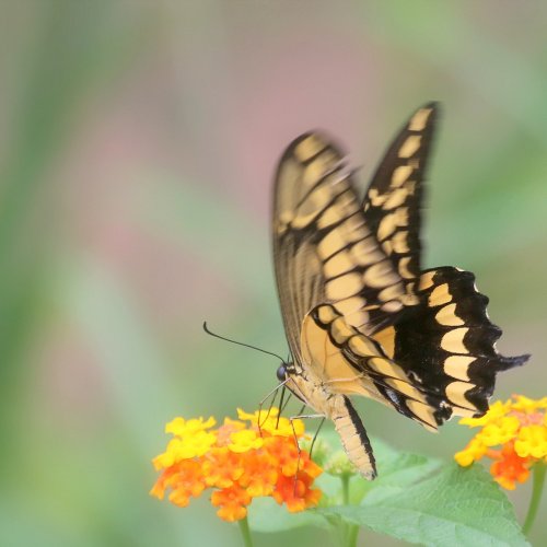 20380_koninginnenpage_papilio-machaon_vlinders