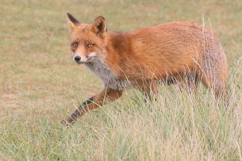 20840_vos_vulpes-vulpes_zoogdieren