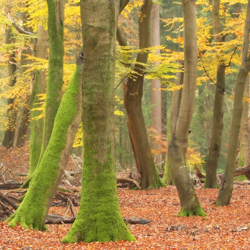 Natuur