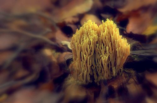 40620_rechte-koraalzwam_ramaria-stricta
