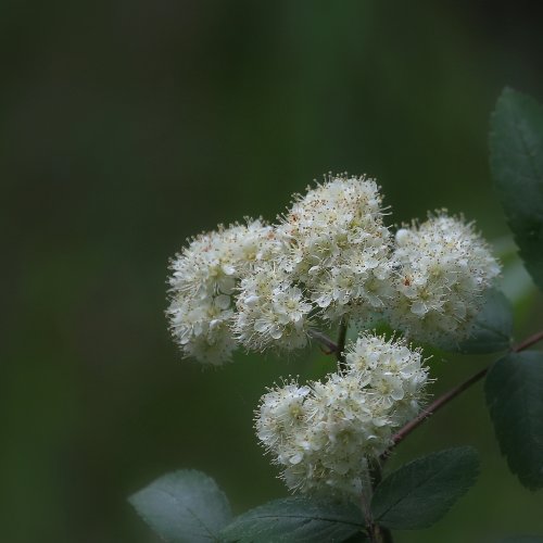 40870_wilde-lijsterbes_sorbus-aucuparia