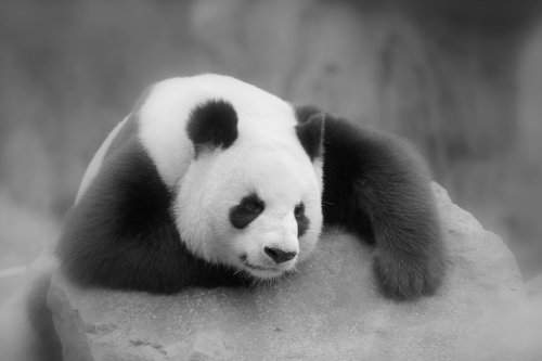 50620_reuzenpanda_ailuropoda-melanoleuca