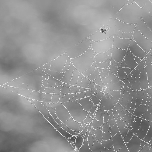 50670_spinnetje-in-ochtendgloren_goudse-hout_gouda