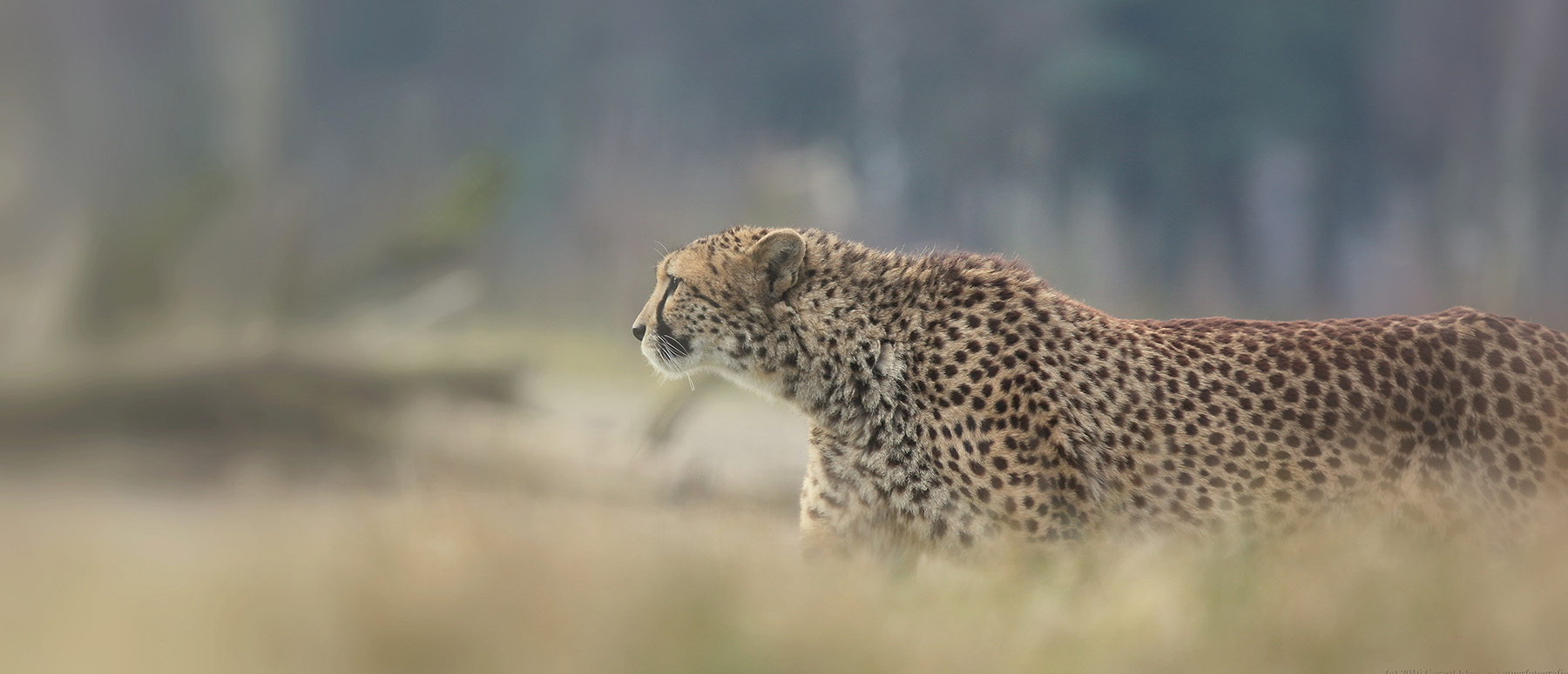 dieren