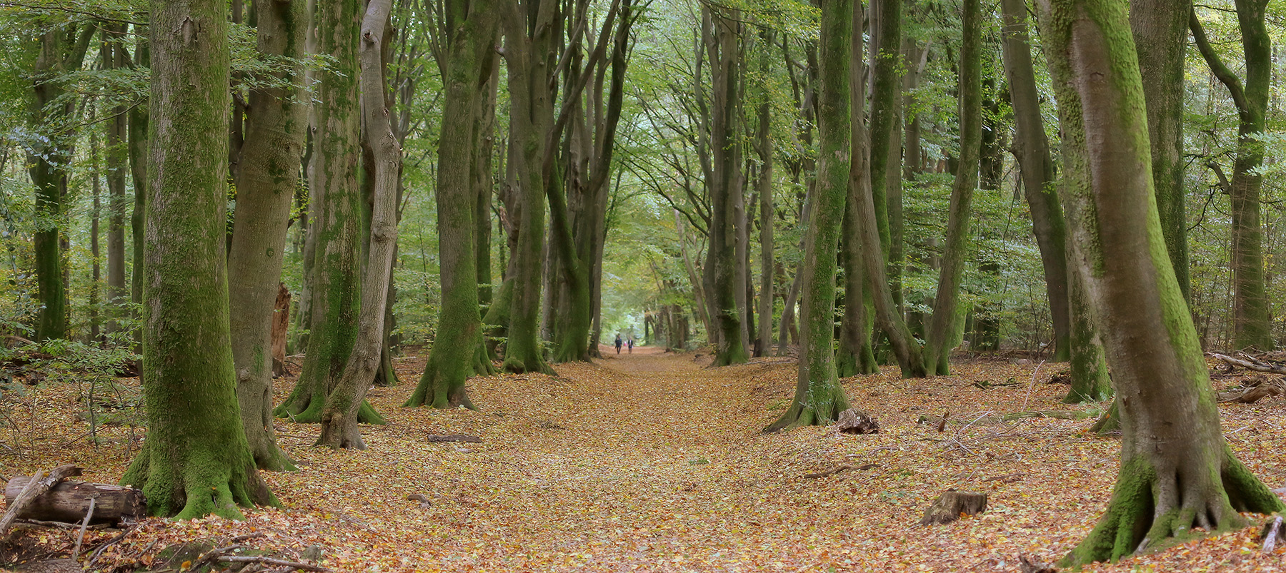 natuur